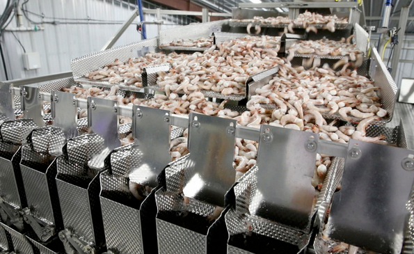 Raw shrimp running through a multihead weigher machine.